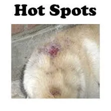 Banixx Pet Wound Care